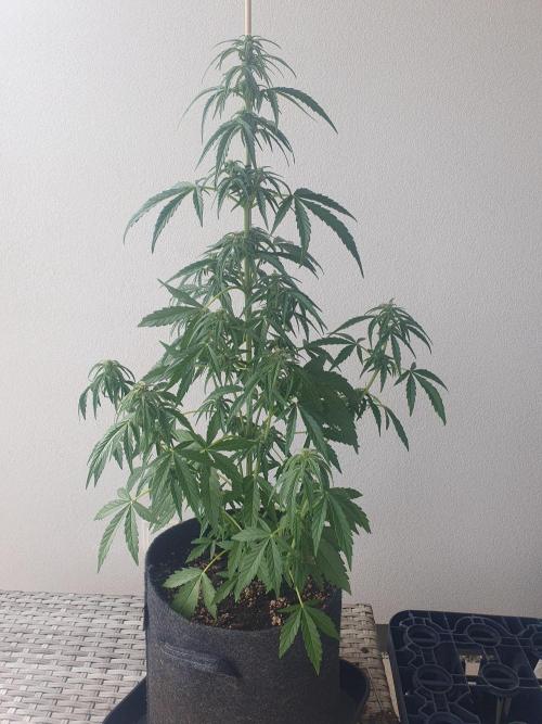 Balcony Plant #2 (DE/EN) x Hy-Pro. Week 7 - front