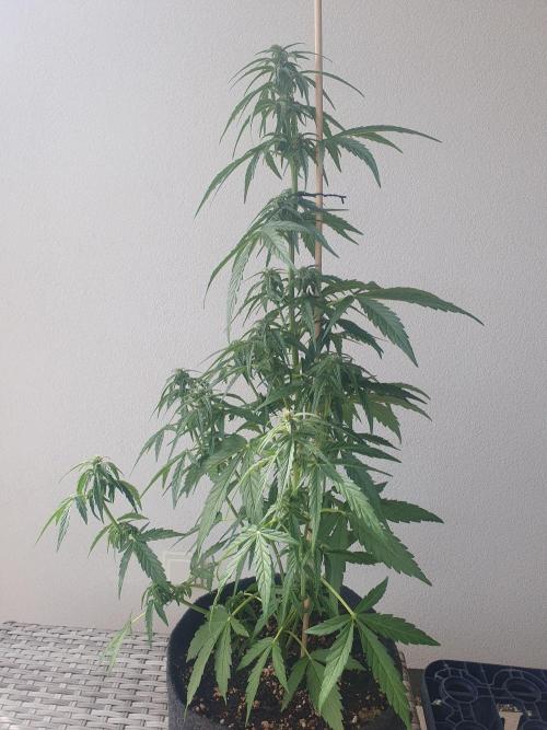 Balcony Plant #2 (DE/EN) x Hy-Pro. Week 7 - side