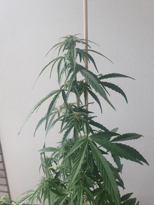 Balcony Plant #2 (DE/EN) x Hy-Pro. Week 7 - top