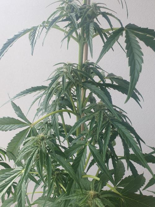Balcony Plant #2 (DE/EN) x Hy-Pro. Week 7 - mid