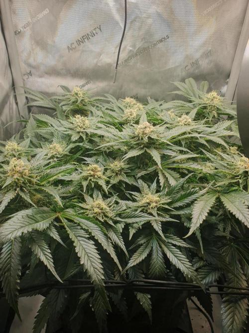 First Coco Run (DE/EN) x Hy-Pro. Week 12