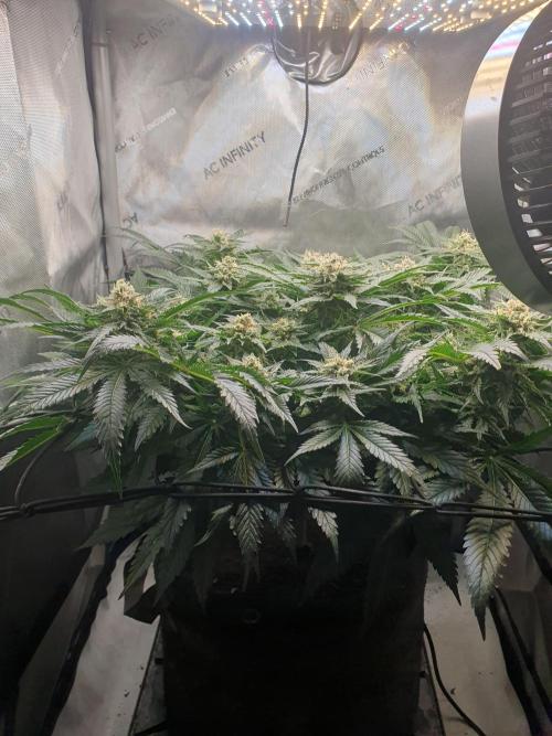 First Coco Run (DE/EN) x Hy-Pro. Week 12