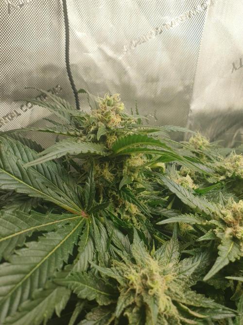 First Coco Run (DE/EN) x Hy-Pro. Week 12
