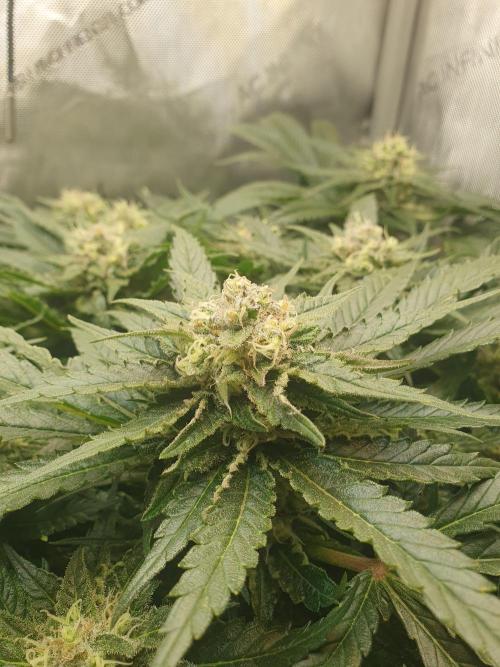 First Coco Run (DE/EN) x Hy-Pro. Week 12