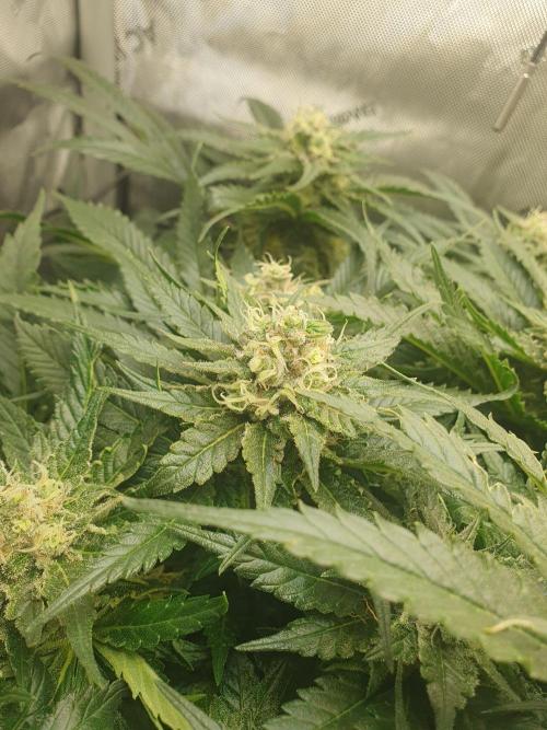 First Coco Run (DE/EN) x Hy-Pro. Week 12