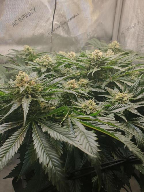 First Coco Run (DE/EN) x Hy-Pro. Week 12