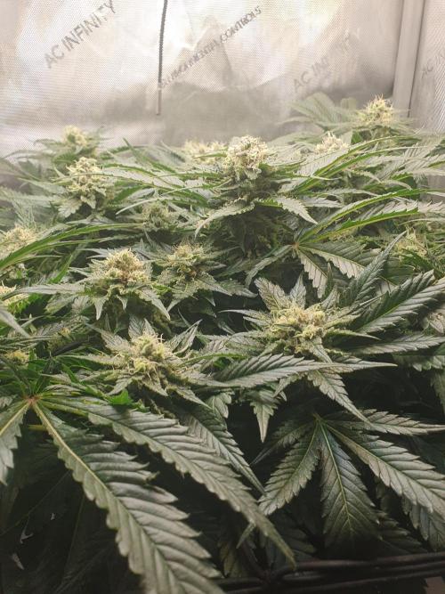 First Coco Run (DE/EN) x Hy-Pro. Week 12