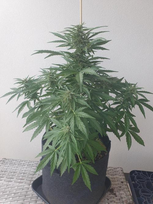 Bad Weather Grow #1 (DE/EN) x Hy-Pro. Week 10