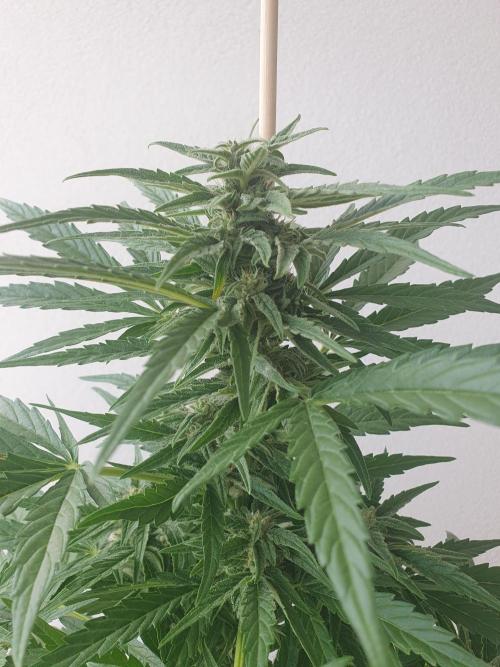 Bad Weather Grow #1 (DE/EN) x Hy-Pro. Week 10
