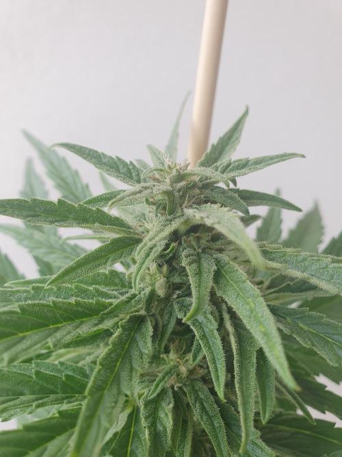 Bad Weather Grow #1 (DE/EN) x Hy-Pro. Week 10