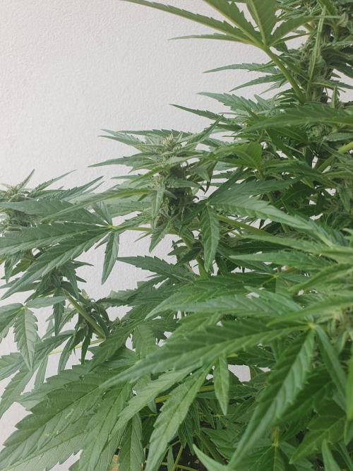 Bad Weather Grow #1 (DE/EN) x Hy-Pro. Week 10