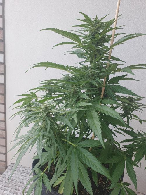 Bad Weather Grow #1 (DE/EN) x Hy-Pro. Week 10
