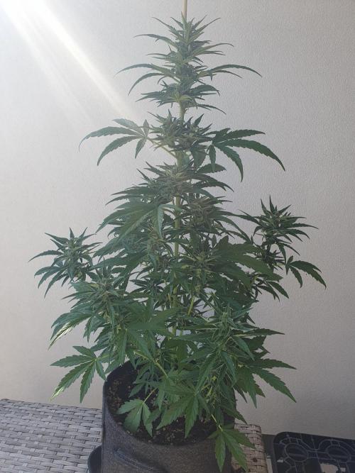 Balcony Plant #2 (DE/EN) x Hy-Pro. Week 8 - front