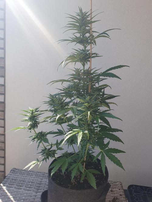Balcony Plant #2 (DE/EN) x Hy-Pro. Week 8 - side