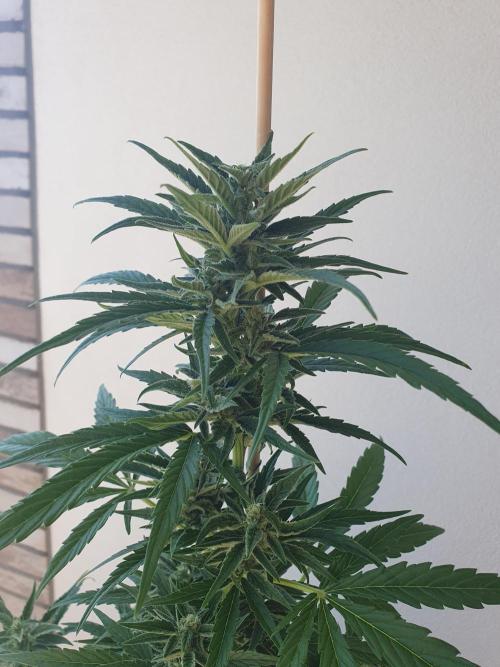 Balcony Plant #2 (DE/EN) x Hy-Pro. Week 8 - top