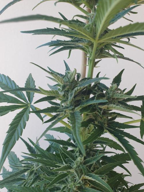 Balcony Plant #2 (DE/EN) x Hy-Pro. Week 8 - mid