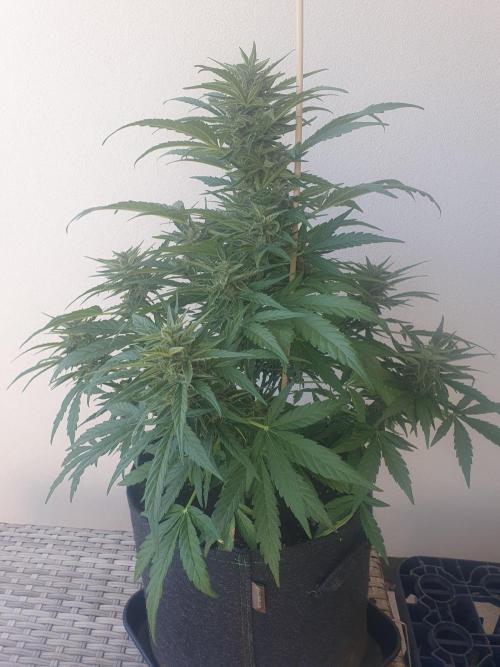 Bad Weather Grow #1 (DE/EN) x Hy-Pro. Week 11