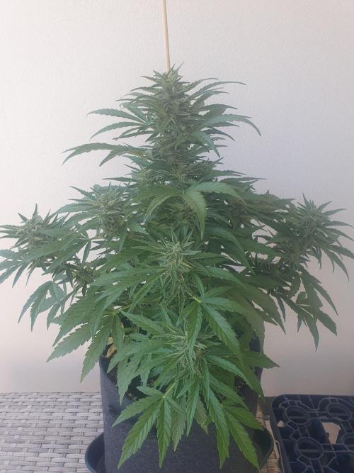 Bad Weather Grow #1 (DE/EN) x Hy-Pro. Week 11