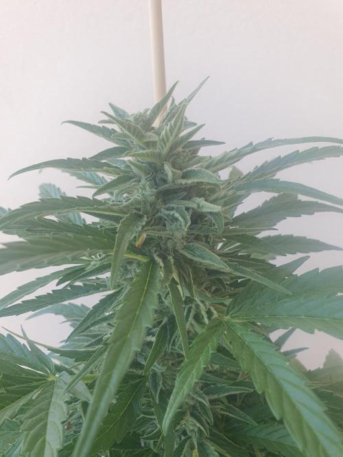 Bad Weather Grow #1 (DE/EN) x Hy-Pro. Week 11