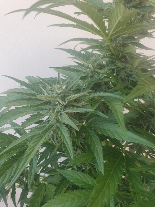 Bad Weather Grow #1 (DE/EN) x Hy-Pro. Week 11