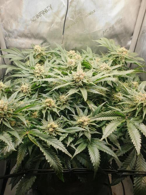 First Coco Run (DE/EN) x Hy-Pro. Week 13