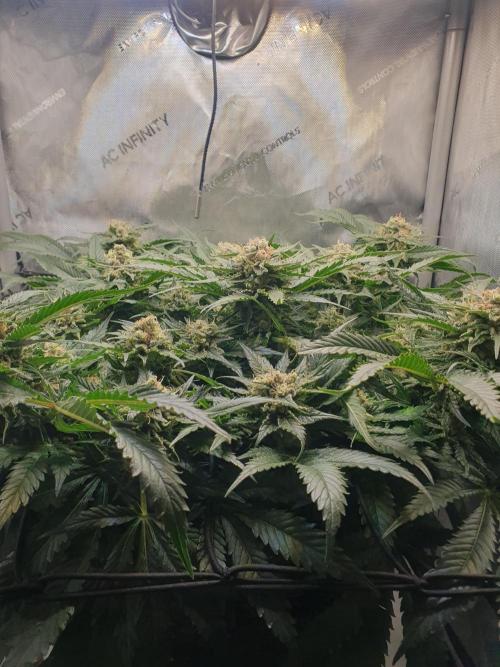 First Coco Run (DE/EN) x Hy-Pro. Week 13