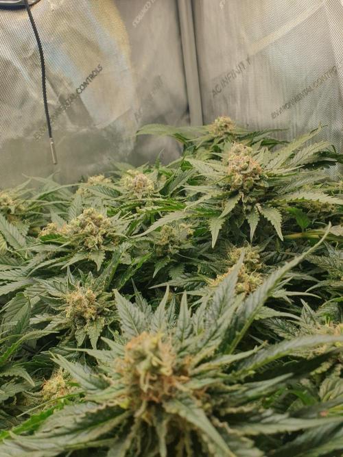 First Coco Run (DE/EN) x Hy-Pro. Week 13