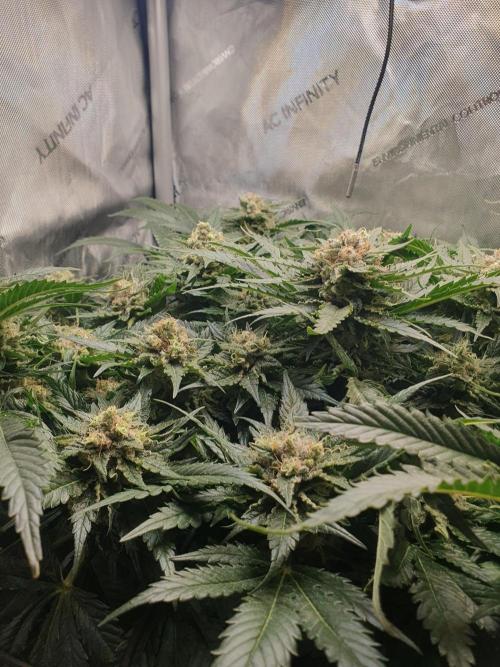 First Coco Run (DE/EN) x Hy-Pro. Week 13