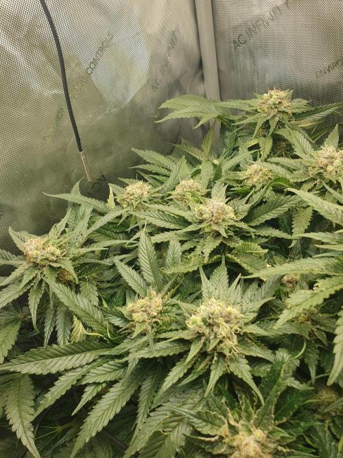 First Coco Run (DE/EN) x Hy-Pro. Week 13