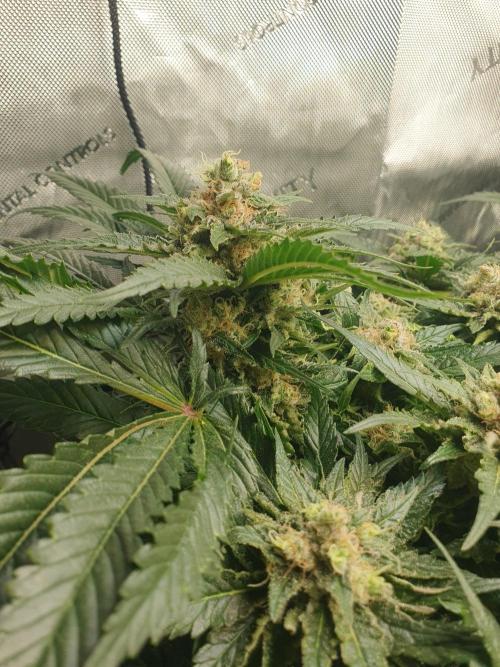 First Coco Run (DE/EN) x Hy-Pro. Week 13