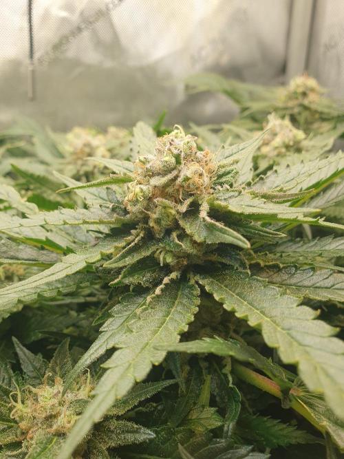 First Coco Run (DE/EN) x Hy-Pro. Week 13