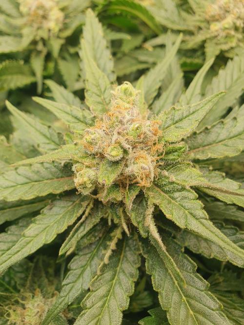 First Coco Run (DE/EN) x Hy-Pro. Week 13