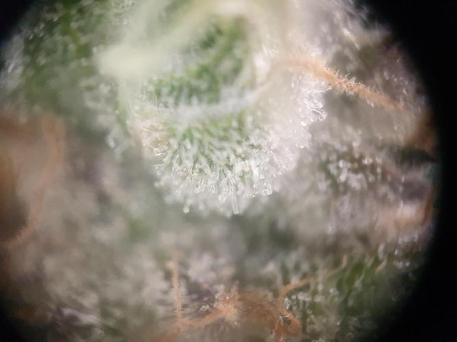 First Coco Run (DE/EN) x Hy-Pro. Week 13