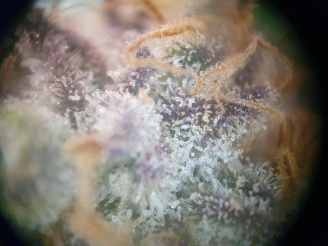 First Coco Run (DE/EN) x Hy-Pro. Week 13