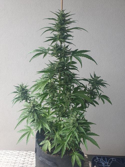 Balcony Plant #2 (DE/EN) x Hy-Pro. Week 9 - front