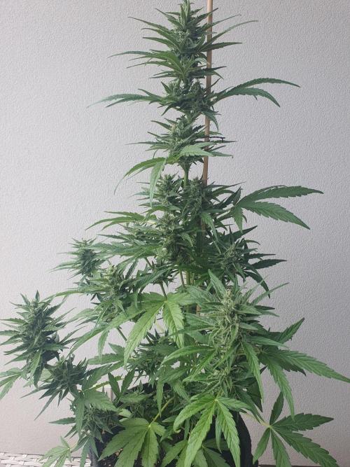 Balcony Plant #2 (DE/EN) x Hy-Pro. Week 9 - side