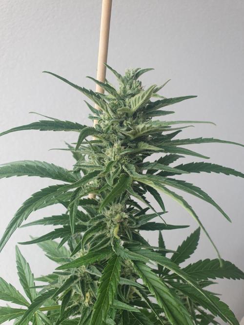 Balcony Plant #2 (DE/EN) x Hy-Pro. Week 9 - top