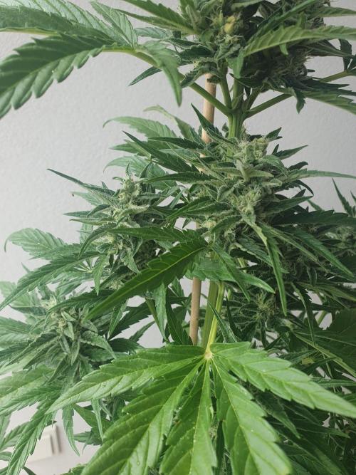 Balcony Plant #2 (DE/EN) x Hy-Pro. Week 9 - mid