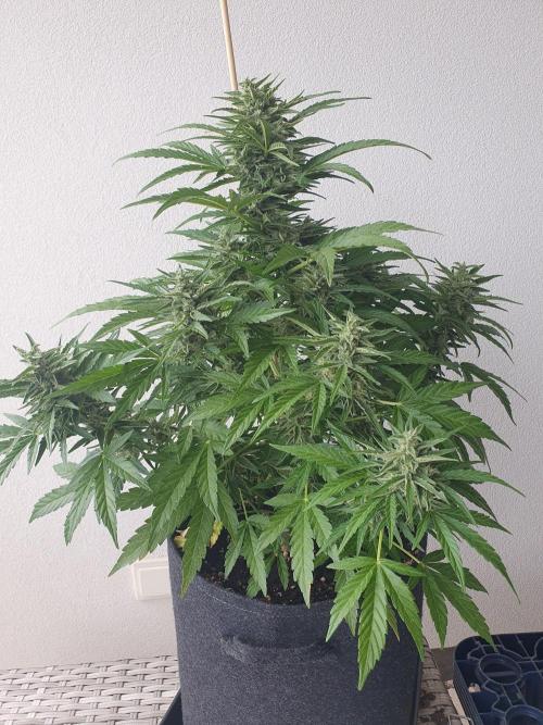 Bad Weather Grow #1 (DE/EN) x Hy-Pro. Week 12