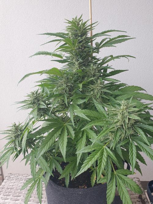 Bad Weather Grow #1 (DE/EN) x Hy-Pro. Week 12