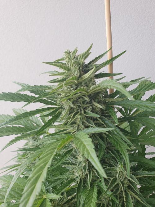 Bad Weather Grow #1 (DE/EN) x Hy-Pro. Week 12