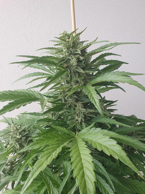 Bad Weather Grow #1 (DE/EN) x Hy-Pro. Week 12