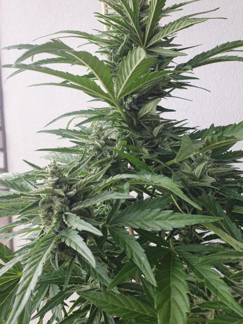 Bad Weather Grow #1 (DE/EN) x Hy-Pro. Week 12