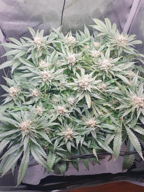 First Coco Run (DE/EN) x Hy-Pro. Week 14