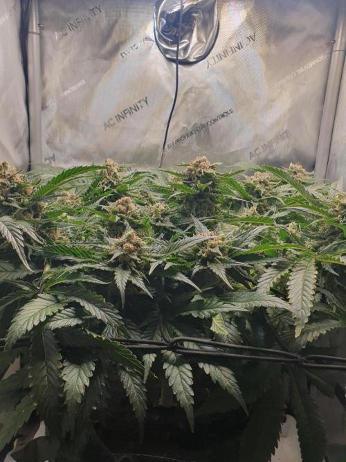 First Coco Run (DE/EN) x Hy-Pro. Week 14