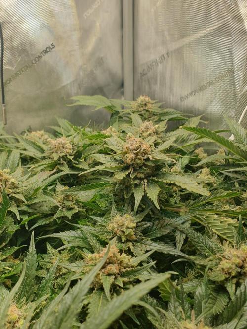 First Coco Run (DE/EN) x Hy-Pro. Week 14