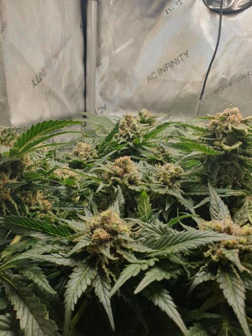 First Coco Run (DE/EN) x Hy-Pro. Week 14