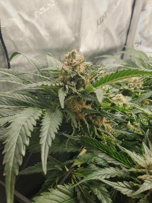 First Coco Run (DE/EN) x Hy-Pro. Week 14