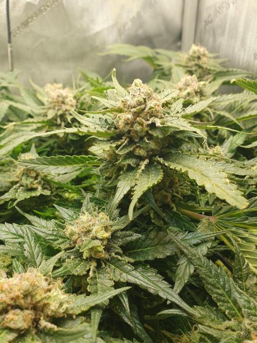 First Coco Run (DE/EN) x Hy-Pro. Week 14