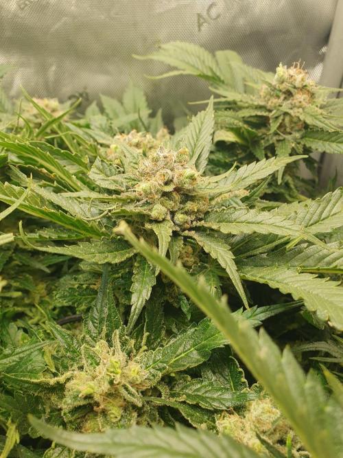 First Coco Run (DE/EN) x Hy-Pro. Week 14